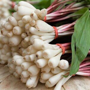 3 Wild Ramps Bulbs, Organic Allium tricoccum Bare Roots